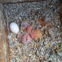 Pappagalli agapornis roseicollis