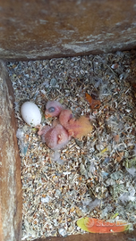 Pappagalli agapornis roseicollis