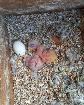 Pappagalli agapornis roseicollis