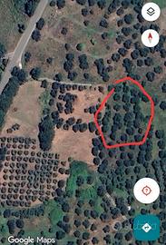 Terreno con olivi