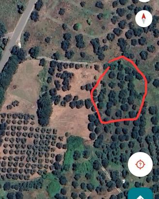 Terreno con olivi