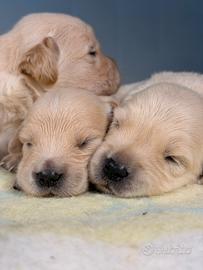 Golden retriver