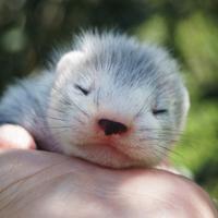 Cuccioli furetto 2025