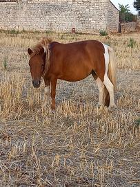 Pony
