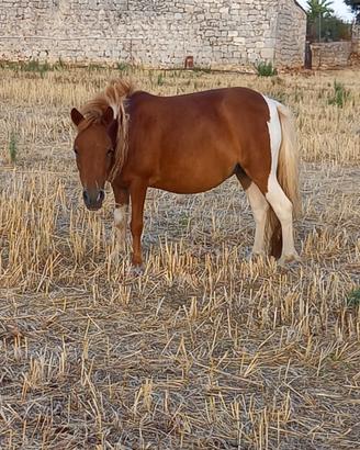 Pony
