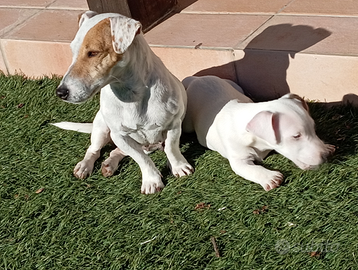 Jack Russell terrier