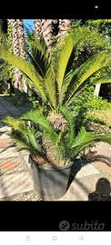 Cycas revoluta altezza 1.65 in vaso disponibili va