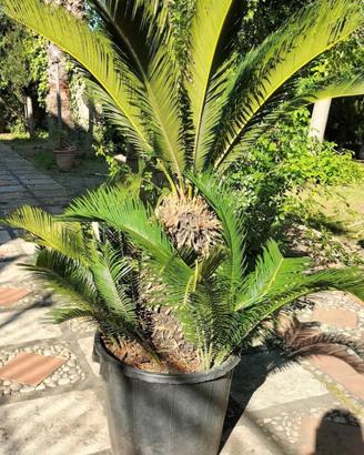 Cycas revoluta altezza 1.65 in vaso disponibili va