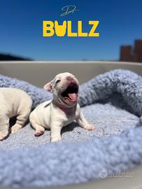 Cuccioli di bouledogue francese esotico