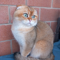 Scottish Fold Golden