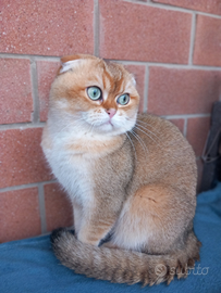 Scottish Fold Golden