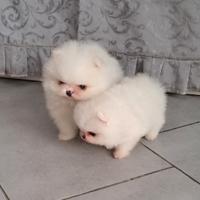 Orsachiotti di pomerania bianco con pedigree ENCI