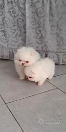 Orsachiotti di pomerania bianco con pedigree ENCI