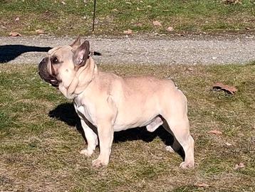 Bouledogue Francese per accoppiamento