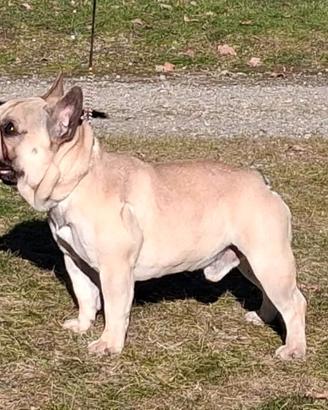 Bouledogue Francese per accoppiamento