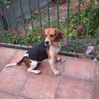 Cane da caccia