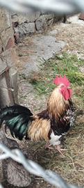 Regaliamo gallo per riproduzione