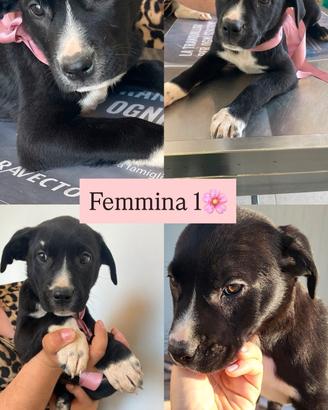 Mix pit cuccioli maschi e femmine