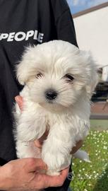 Cuccioli di maltese