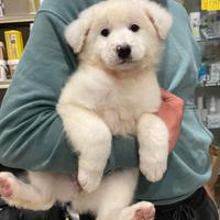 Cucciola pastore maremmano