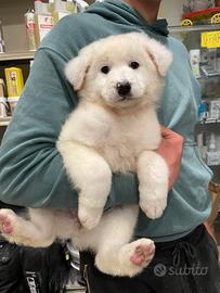 Cucciola pastore maremmano