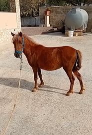 Pony femmina