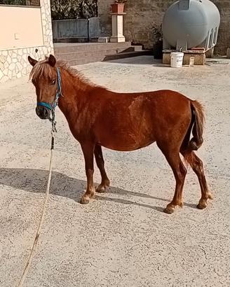 Pony femmina