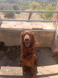 Setter irlandese maschio