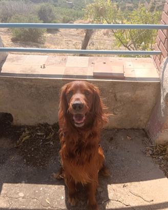Setter irlandese maschio