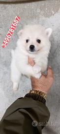 SPITZ TEDESCO PICCOLO cucciola batuffolina