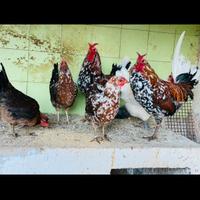 Gallina cornuta di Sicilia