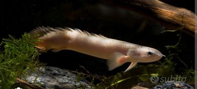 Pesce polipterus