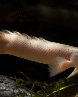 Pesce polipterus