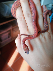 Serpente del grano scaleless