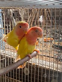 Coppie inseparabili roseicollins