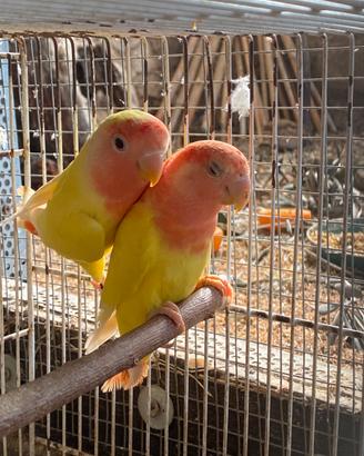 Coppie inseparabili roseicollins