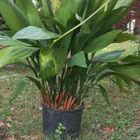 3 piante di ASPIDISTRA elatior