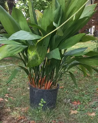 3 piante di ASPIDISTRA elatior