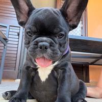 Disponibili ultima bulldog francese