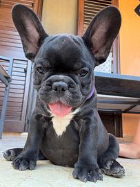 Disponibili ultima bulldog francese
