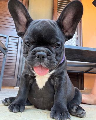 Disponibili ultima bulldog francese