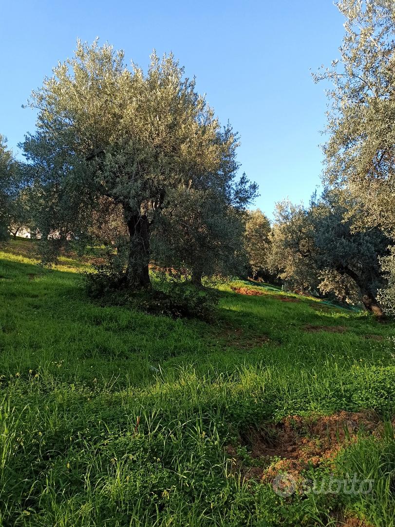 Terreno agricolo - Vista 2
