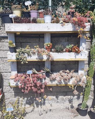piantine grasse e succulenti 