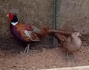 Fagiani comuni