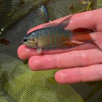 Pesce per Acquari, Laghetti, Stagni