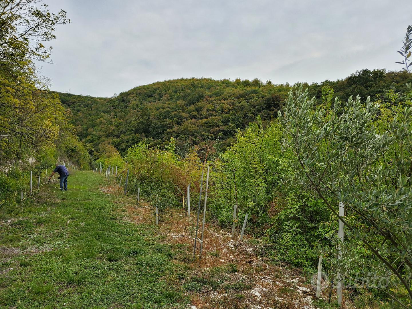 Terreno con alberi ad alto fusto - Vista 4