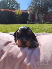 Cocker cucciole