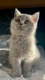 British shorthair