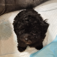 Cucciola Barboncina toy sei mesi