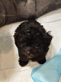 Cucciola Barboncina toy sei mesi